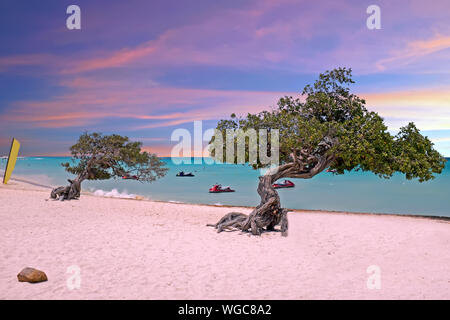 Divi divi Bäume am Eagle Beach Aruba Insel bei Sonnenuntergang Stockfoto