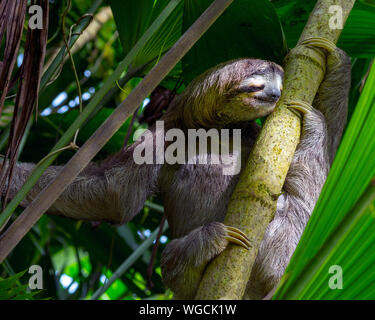 Wild drei toed Sloth Bradypus Costa Rica Stockfoto