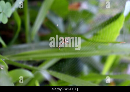 Spider ruht auf Web Stockfoto