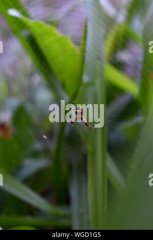 Spider ruht auf Web Stockfoto