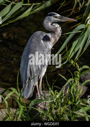 Eine östliche Graureiher Ardea cinerea jouyi, steht in der sasebo Fluss in Sasebo, Japan. Stockfoto