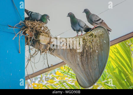 Tauben ein Nest gebaut und ruhen auf dem alten Horn Lautsprecher an das Gebäude Stange befestigt. Stockfoto