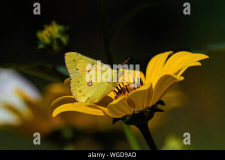 Orange Schwefel Schmetterling oder Colias eurytheme auf mehrjährige Sonnenblume. Stockfoto