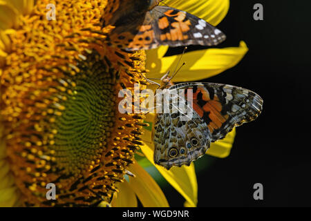 Painted Lady oder Vanessa cardui Eine bekannte bunte Schmetterling auf Helianthus oder gemeinsamen Sonnenblume Stockfoto