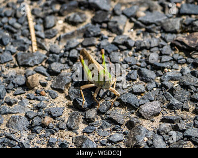 Eine japanische wandernden Heuschrecke, Locusta migratoria manilensis, sitzt auf einem gepflasterten Fußweg neben einem offenen Feld in dem Dorf Saza, Japan. Stockfoto