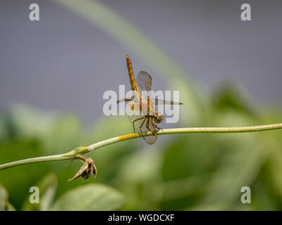 Eine japanische Frau scharlach Skimmer, Crocothemis servilia mariannae, Sitzstangen auf einem Weinstock neben einem bewässerungskanal in Saza Dorf, Japan. Stockfoto