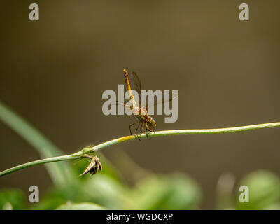 Eine japanische Frau scharlach Skimmer, Crocothemis servilia mariannae, Sitzstangen auf einem Weinstock neben einem bewässerungskanal in Saza Dorf, Japan. Stockfoto