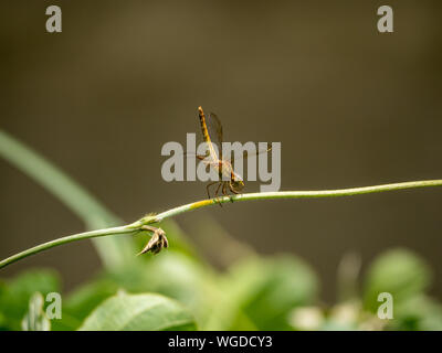 Eine japanische Frau scharlach Skimmer, Crocothemis servilia mariannae, Sitzstangen auf einem Weinstock neben einem bewässerungskanal in Saza Dorf, Japan. Stockfoto