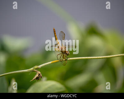 Eine japanische Frau scharlach Skimmer, Crocothemis servilia mariannae, Sitzstangen auf einem Weinstock neben einem bewässerungskanal in Saza Dorf, Japan. Stockfoto