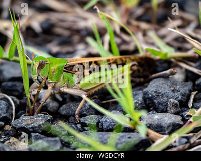 Eine japanische wandernden Heuschrecke, Locusta migratoria manilensis, sitzt auf einem gepflasterten Fußweg neben einem offenen Feld in dem Dorf Saza, Japan. Stockfoto