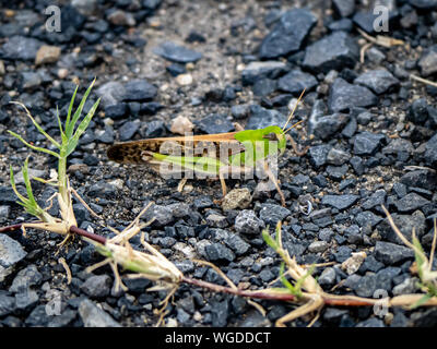 Eine japanische wandernden Heuschrecke, Locusta migratoria manilensis, sitzt auf einem gepflasterten Fußweg neben einem offenen Feld in dem Dorf Saza, Japan. Stockfoto