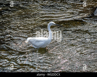 Ein seidenreiher, Egretta garzetta, watet durch die Gewässer der Sasebo Fluss in der Präfektur Nagasaki, Japan. Stockfoto