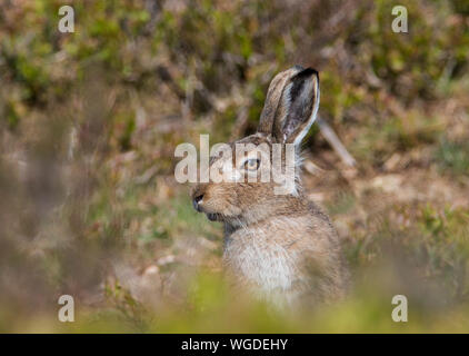 Schneehase (Lepus timidus) im Sommer Im Sommer ist es dunkler Mantel im Peak District in Großbritannien. Stockfoto