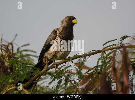 Western Grau Wegerich - Esser (Crinifer piscator) in Gambia, Westafrika. Stockfoto