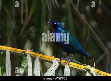 Lila glänzend Starling (Lamprotornis purpureus) thront auf einem Palm Tree in Gambia, Westafrika. Stockfoto