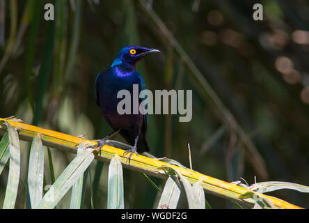 Lila glänzend Starling (Lamprotornis purpureus) thront auf einem Palm Tree in Gambia, Westafrika. Stockfoto