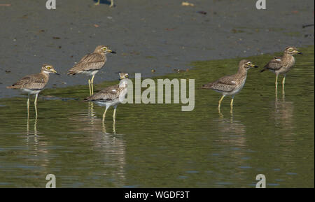 Senegal Thick-knee (Burhinus senegalensis) Waten in einem Feuchtgebiet in Gambia. Stockfoto