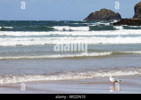 Surfen Strand Blick auf Polzeath, an der Nordküste von Cornwall Stockfoto