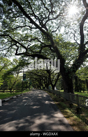 Taiping, Malaysia - 22 Jun, 2018: Alte Birke mit langen Zweigen entlang Taiping See Garten, Taiping, Malaysia - Taiping Lake Gardens auch genannt Ta Stockfoto