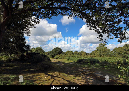 Headley Heath, Großbritannien. 1. September 2019. Der meteorologische Kalender definiert den ersten Tag der Herbst als am 1. September. Aber unter den Bäumen am Headley Heide, in der Nähe von Epsom, Surrey, es war ein schöner Morgen Sonnenschein, Wärme und blauem Himmel. Credit: Julia Gavin/Alamy leben Nachrichten Stockfoto