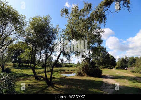 Headley Heath, Großbritannien. 1. September 2019. Der meteorologische Kalender definiert den ersten Tag der Herbst als am 1. September. Aber Headley Heide, in der Nähe von Epsom, Surrey, es war ein schöner Morgen Sonnenschein, Wärme und blauer Himmel, unter den Bäumen am Brimmer Teich. Credit: Julia Gavin/Alamy leben Nachrichten Stockfoto