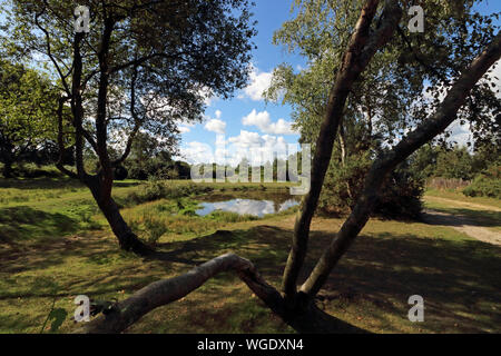 Headley Heath, Großbritannien. 1. September 2019. Der meteorologische Kalender definiert den ersten Tag der Herbst als am 1. September. Aber Headley Heide, in der Nähe von Epsom, Surrey, es war ein schöner Morgen Sonnenschein, Wärme und blauer Himmel, unter den Bäumen am Brimmer Teich. Credit: Julia Gavin/Alamy leben Nachrichten Stockfoto