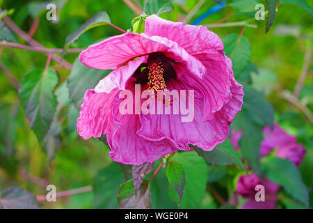 Riesen Teller hardy Hibiskus Blume Stockfoto