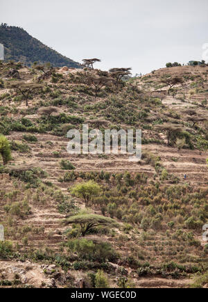 Es ist terrassiert und im Osten Äthiopiens in der Nähe von Somalia, wachsende Qat, ein Reizmittel. Stockfoto