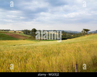 Gesunde Bereich der Weizen im Hochland von Äthiopien Stockfoto