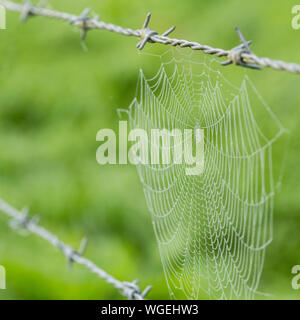 Isoliertes Spinnennetz, das mit Überresten von Morgentau bedeckt ist und zwischen zwei Stacheldraht-Strängen auf einer britischen Feldgrenze gewebt ist. Für gefangen im Web. Stockfoto