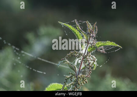 Nahaufnahme Brennnessel/Urtica dioica Tops - tautropfen auf die Spinnweben in der frühen Morgensonne gefangen. Stockfoto