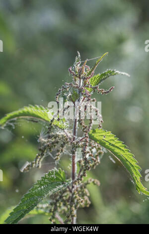 Nahaufnahme Brennnessel/Urtica dioica Tops - tautropfen auf die Spinnweben in der frühen Morgensonne gefangen. Stockfoto