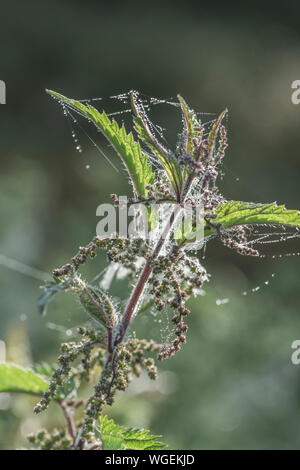 Nahaufnahme Brennnessel/Urtica dioica Tops - tautropfen auf die Spinnweben in der frühen Morgensonne gefangen. Stockfoto