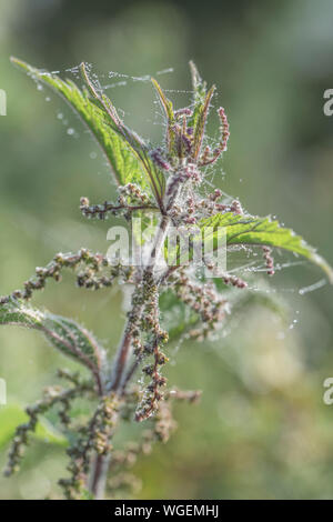 Nahaufnahme Brennnessel/Urtica dioica Tops - tautropfen auf die Spinnweben in der frühen Morgensonne gefangen. Stockfoto