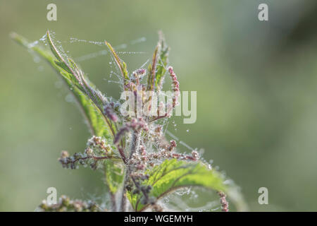 Nahaufnahme Brennnessel/Urtica dioica Tops - tautropfen auf die Spinnweben in der frühen Morgensonne gefangen. Stockfoto