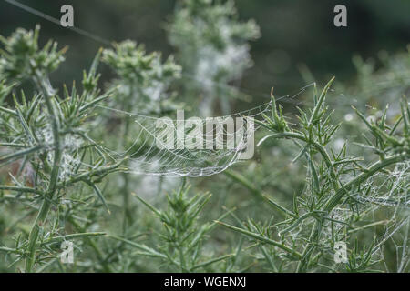 Morgentau auf dem Spinnennetz auf einem Gorse/Furze - Ulex europaeus - Strauch. Tautropfen mit Sonnenschein. Stockfoto