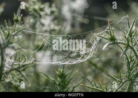 Morgentau auf dem Spinnennetz auf einem Gorse/Furze - Ulex europaeus - Strauch. Tautropfen mit Sonnenschein. Stockfoto