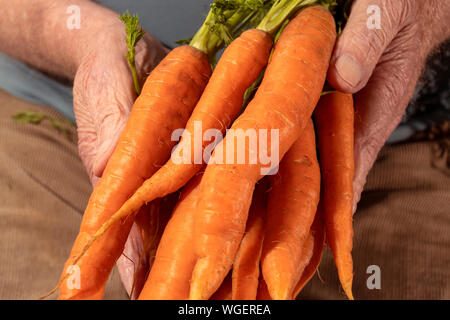 Landwirt Stride, mit einem Beispiel für sein frisch gezapftes gerade aus dem Boden Gemüse fertig im Hofladen zu verkaufen! Stockfoto