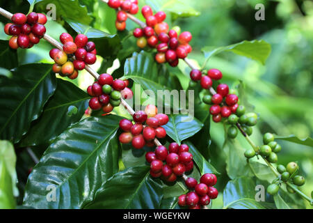 Reif/Beeren Stockfoto