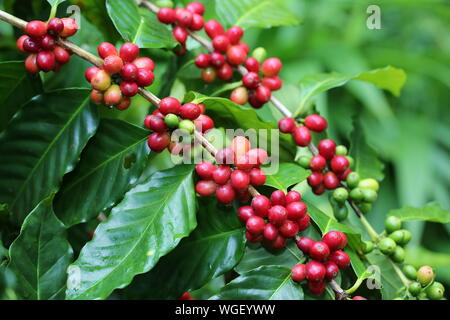 Reif/Beeren Stockfoto