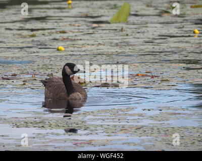 Quebec, Kanada. Ein junger Erwachsener Kanadagans Fütterung in einem flachen See. Stockfoto