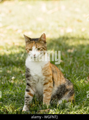 Eine junge stray Calico Katze sitzt auf grünem Gras in Schatten in vollem Körper Front-buchmontage Bild. Stockfoto