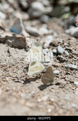 Östlichen Holz Weiß (Leptidea duponcheli) Schlamm - puddling Stockfoto