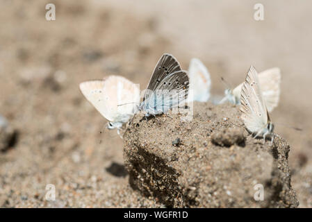 Schlamm - puddling Mazarine Blau (Cyaniris semiargus) Stockfoto