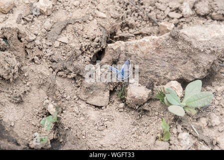 Silber - verzierte Blau (Plebejus argus) Schlamm - puddling Stockfoto