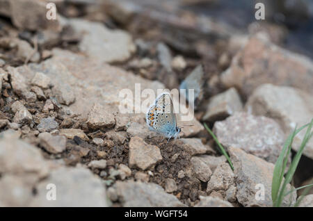 Silber - verzierte Blau (Plebejus argus) Schlamm - puddling Stockfoto