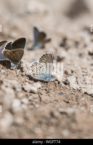 Silber - verzierte Blau (Plebejus argus) Schlamm - puddling Stockfoto