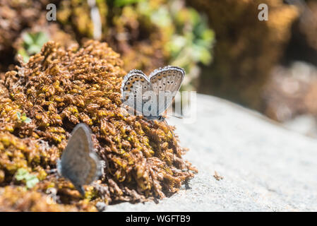 Silber - verzierte Blau (Plebejus argus) Schlamm - puddling Stockfoto