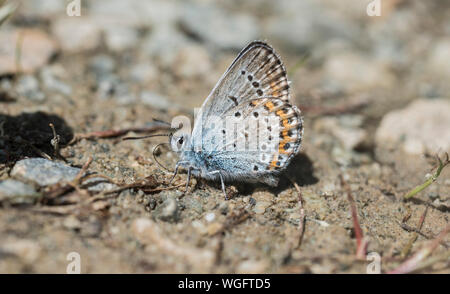 Silber - verzierte Blau (Plebejus argus) Schlamm - puddling Stockfoto