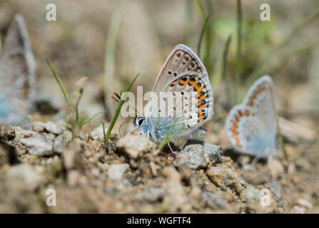 Silber - verzierte Blau (Plebejus argus) Schlamm - puddling Stockfoto
